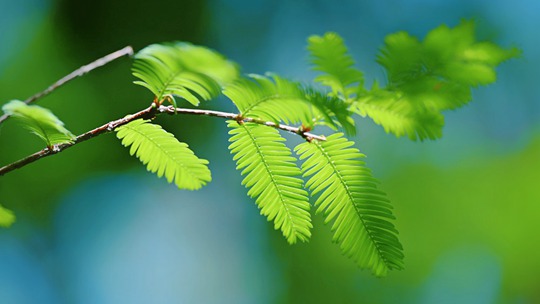 夏日水杉林染上一层毛茸茸的绿