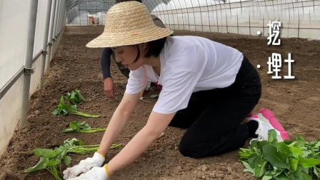 孙俪化身农村大妈学种地，用手刨坑身上全是泥，丝毫没有明星架子