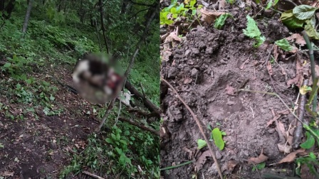 野生东北虎咬死黄牛，村干部：爬树打求救电话，