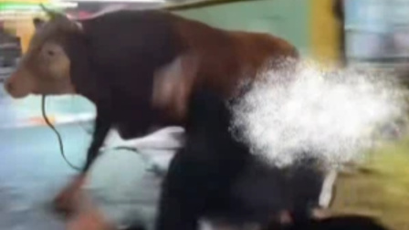 地铁口2人被牛同时顶飞 画面曝光