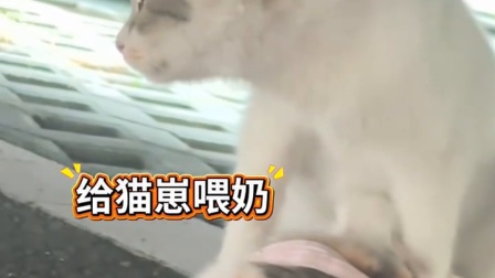 母爱不分物种，即便托付孩子，也日日牵挂，冒雨也要相见
