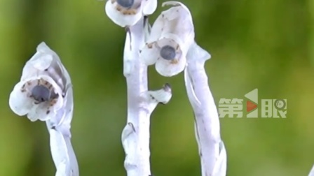 罕见！重庆南川金佛山惊现