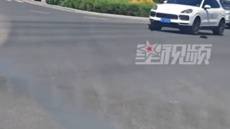 狗狗疑被车碾压受伤，同伴守身旁 不停向过路车辆