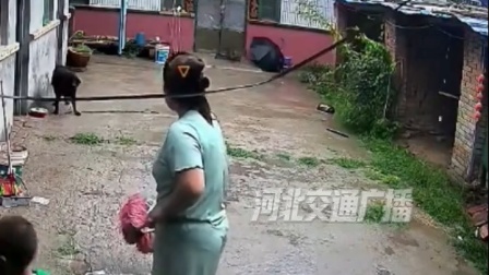 雨天脱绳大狗闯入逼近幼童，光脚妈妈护娃，小狗挺身护主