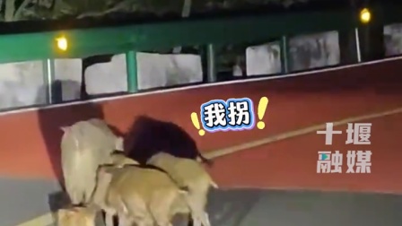 民警在武当山巡逻，偶遇野猪一家S形遛弯