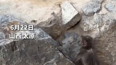 太原动物园一猴子骨瘦如柴，工作人员：已关注