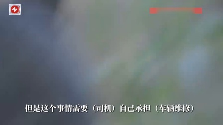 吉林白山一奔驰车撞死1头黑熊，交警：一般不会受到处罚